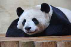 的光巨大的熊猫爱丁堡动物园苏格兰