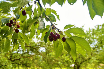 酸樱桃水果挂分支酸樱桃叶酸樱桃树