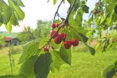 红色的甜蜜的樱桃分支收获早期夏天樱桃挂樱桃树分支