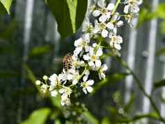 蜜蜂收集花蜜鸟樱桃花朵