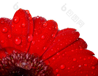 红色的花雨滴