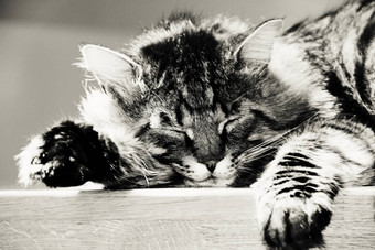 睡觉猫照片黑色的白色