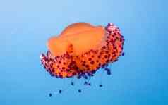 科蒂洛尔希扎结核菌又名炸蛋水母地中海