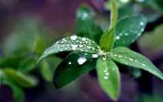 雨滴表面绿色叶子特写镜头