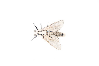 木豹蛾zeuzera皮利纳白色背景