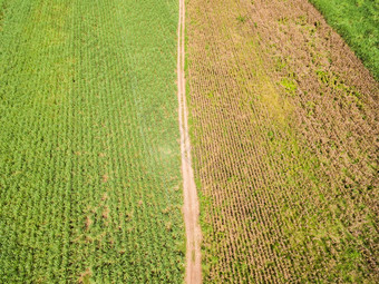 空中的观点字段农业包裹甘蔗植物