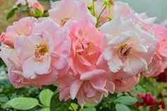 粉红色的玫瑰群粉红色的玫瑰特写镜头