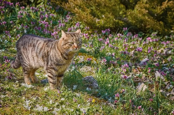 猫草坪上