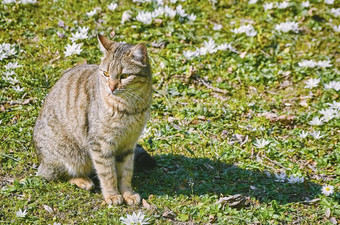 猫草坪上