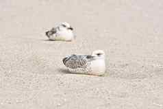 海鸥小鸟沙子