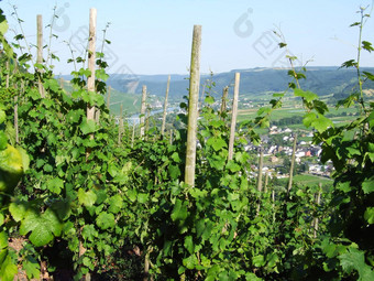 Weinreben在erden