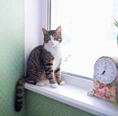 国内条纹毛茸茸的宠物猫坐在窗台上时钟
