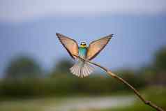 欧洲食蜂鸟飞行梅罗普斯蜂巢