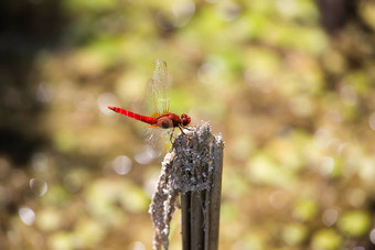 红色的朱红色蜻蜓crocothemiserythraea早午餐