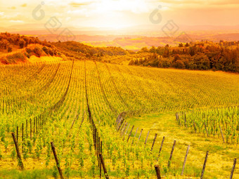 葡萄园红酒温暖的日落美丽的托斯卡纳景观意大利