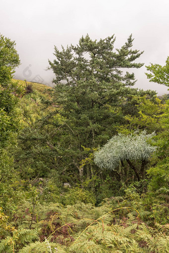 黄色木材树山基佩索尔树蕨类植物龙