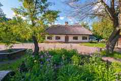 花床上小美丽的花绿色叶子背景认证乌克兰小屋