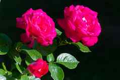 明亮的朱红色玫瑰未开封玫瑰花蕾黑色的背景