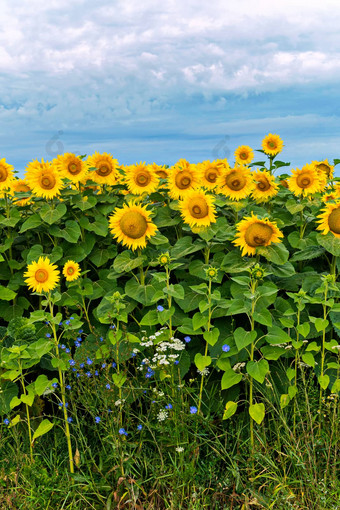 <strong>黄色的花</strong>向日葵白色<strong>花</strong>野生莳萝蓝色<strong>的小花</strong>植物天空美