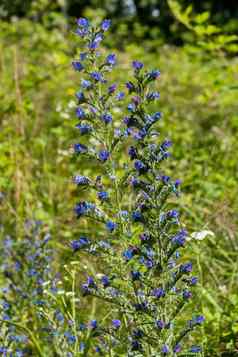 高绿色茎小蓝色的野花简单格蕾丝美