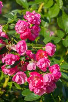 分支红粉红色的花玫瑰种类摇摇欲坠花瓣绿色布什