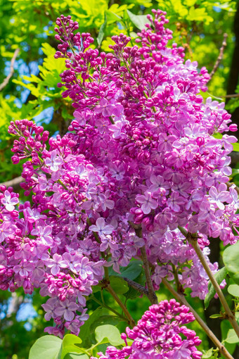 群花明亮的紫色的淡紫色早期春天背景绿色植物
