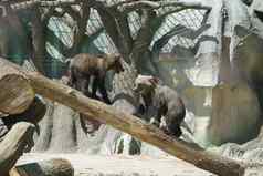 熊甲板动物园满足咆哮