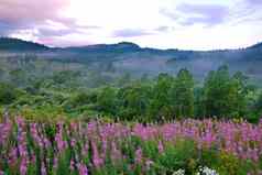 粉红色的野花背景高绿色树云雾弥漫山多云的天空的地方休息旅游野餐