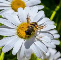 焦点蜜蜂才华横溢的透明的翅膀收集