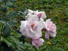 雨滴美丽的粉红色的玫瑰绿色叶子荆棘
