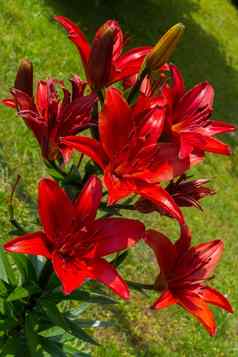 美丽的郁郁葱葱的红色的莉莉巨大的花瓣绿色叶子高茎