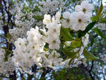 美丽的樱桃分支盛开的白色花瓣<strong>格力</strong>