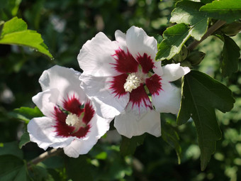 焦点白色勃艮第中间花<strong>芙蓉</strong>吸引甜蜜的花蜜昆虫