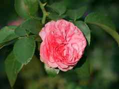 苍白的粉红色的颜色完整的玫瑰背景绿色叶子辐射温柔