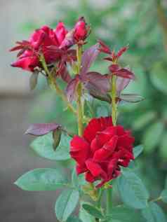 一对美丽的玫瑰交织在一起茎跳舞华尔兹爱