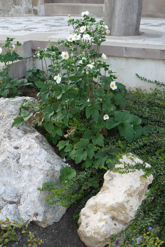 花床上装饰石头巨石美丽的花<strong>白色花</strong>瓣<strong>绿色</strong>阀杆