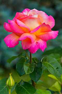 华丽的玫瑰棘手的阀杆荆棘美丽的黄色的粉红色的色彩花瓣