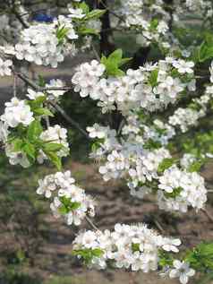 开花春天樱桃美丽的白色花绿色叶子