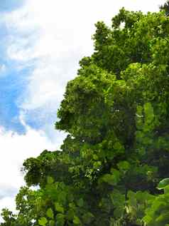 明亮的绿色皇冠落叶树蓝色的天空白色毛茸茸的云