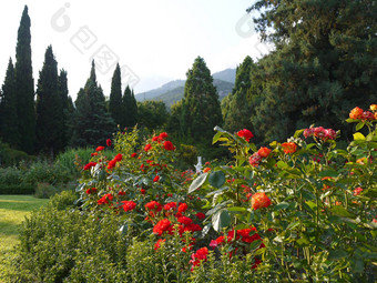 美丽的玫瑰灌木背景柏山