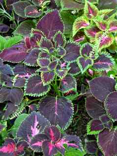 不寻常的装饰植物紫色的叶子绿色提示