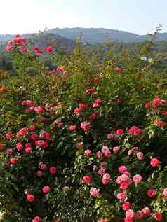 密集的灌木粉红色的玫瑰背景遥远的高山