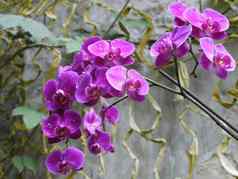 美丽的花淡紫色花瓣小滴露水