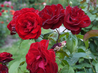 天鹅绒花瓣红色的玫瑰简单的迷人的温<strong>柔美</strong>享受稀奇的香气
