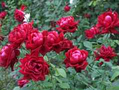 花玫瑰巨大的大小明亮深红色的选择花束给女孩爱