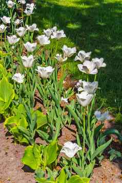 精致的白色水仙花日益增长的阳光数目