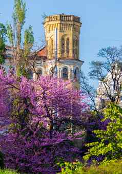 美丽的紫罗兰色的树花背景塔房子