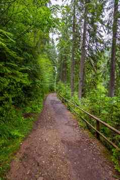 森林路径冷杉木栅栏舍甫琴科的格罗夫