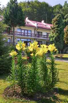 美丽的黄色的百合长绿色茎日益增长的绿色草坪上背景假期首页阳台平铺的屋顶