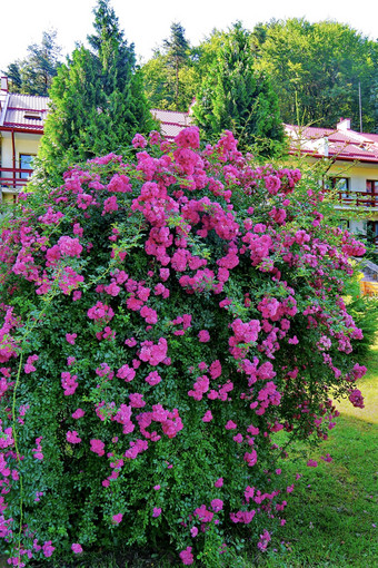 华丽的布什美丽的粉红色的花小花瓣日益增长的绿色草坪上纤细的树